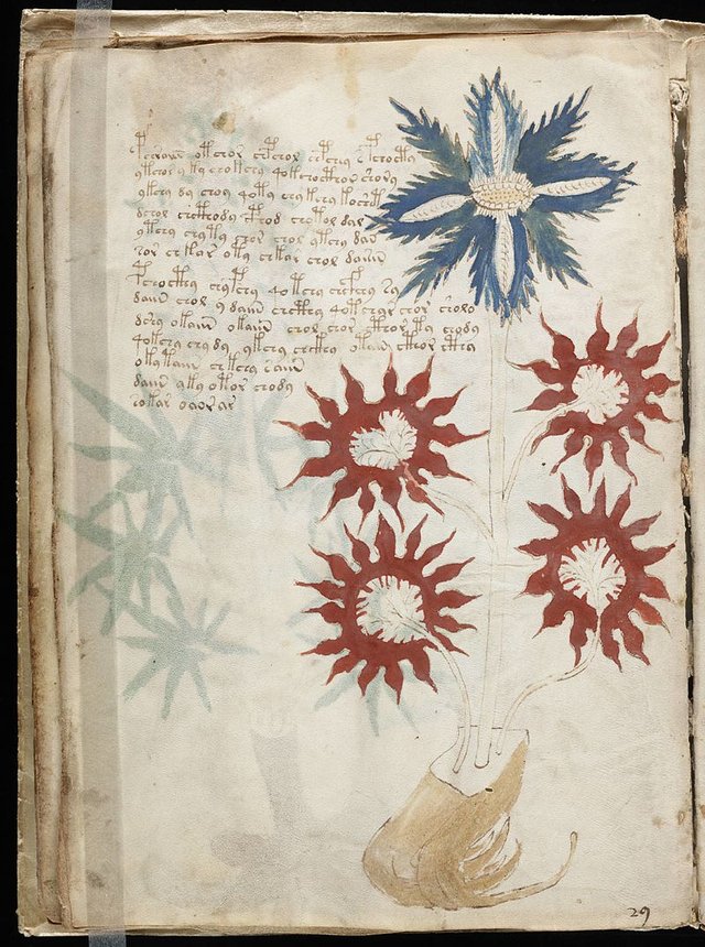 800px-Voynich_Manuscript_(32)[1].jpg